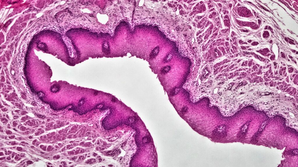 genotox-chromosomal-genotoxicity