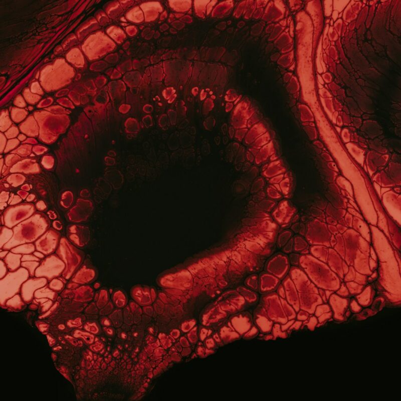 genotoxicity-ames-test-genevolution